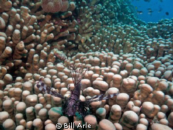 Lionfish on coral.  Coral Sea. by Bill Arle 